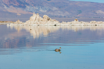 Sunny view of the tofu landscape of Mono Lake