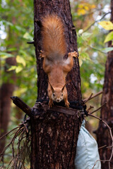 red squirrel in the forest on a tree