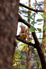 red squirrel in the forest on a tree