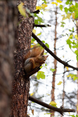 red squirrel in the forest on a tree