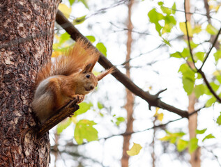 red squirrel in the forest on a tree