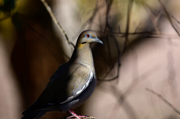 White Winged Dove