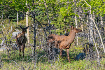 Wild elk seen in the boreal forest of Canada during summer time. Animals in the wilderness. 