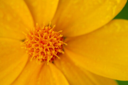 Beautiful bright flower. Yellow flower macro photo close-up.