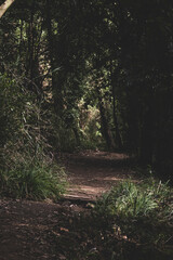 Pathway in the forest