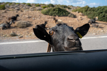 Ziege schaut ins Auto