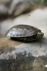 tortuga marron sobre una piedra