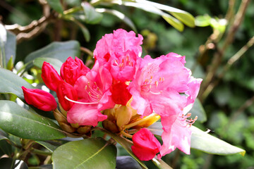 Beautiful pink Rhododendron flower in the garden. Spring flowers. Flowering plant. High quality photo