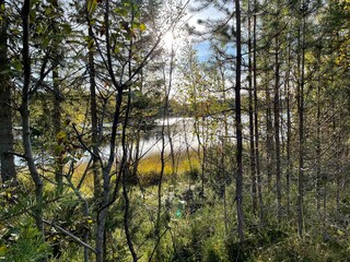 Soleil entre les arbres au bord du lac