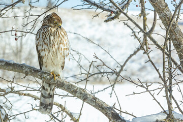 A hawk on a branch in the winter looking to the right with snowy fields behind it.