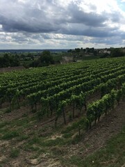 Fototapeta na wymiar Vineyards around Saint-Emilion area in Bordeaux. Famous wine region. Summer. Rows of vine on a hill. Early morning at countryside