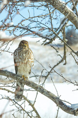 Close-up of a raptor on a branch in the winter with snowy fields in the background.
