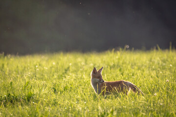 Junger Fuchs in der Wiese