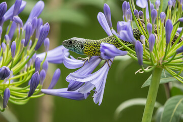 Lizard in the garden 
