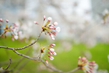 Beautiful cherry tree blossoming on spring. Tender cherry branches on sunny spring day outdoors.