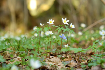 Blossoming hepatica flower in early spring in forest.