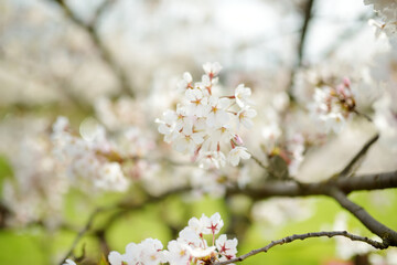 Beautiful cherry tree blossoming on spring. Tender cherry branches on sunny spring day outdoors.