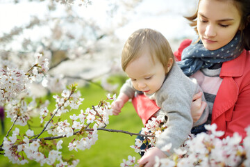 Pretty teenage girl and her toddler brother having fun in blooming cherry tree garden on beautiful spring day. Kids exploring nature.