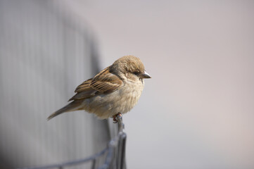 Beautiful sparrows. A photo of sparrow.