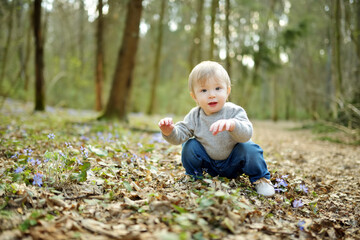 Adorable toddler boy having fun during a hike in the woods on beautiful sunny spring day. Active family leisure with kids.