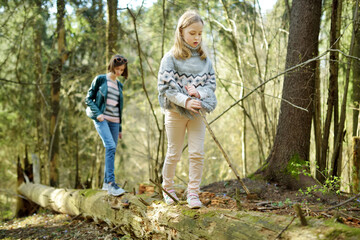 Naklejka na ściany i meble Adorable young sisters having fun during a hike in the woods on beautiful sunny spring day. Active family leisure with kids.