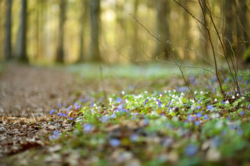 Blossoming hepatica flower in early spring in forest.