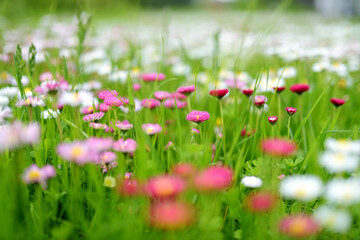 Obraz premium Beautiful meadow in springtime full of flowering white and pink common daisies on green grass. Bellis perennis.