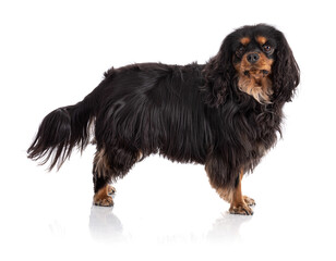 Cavalier king charles spaniel dog standing