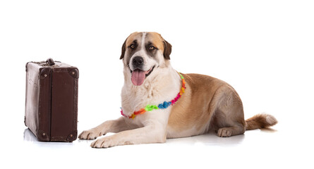 Great Pyrenees or Pyrenean mountain dog with a suitcase