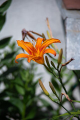 orange daylily flower in sunlight