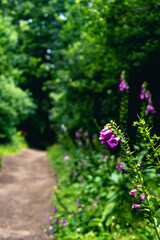 purple flowers in the garden