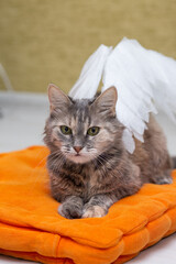a gray cat with white angel wings. animal accessories
