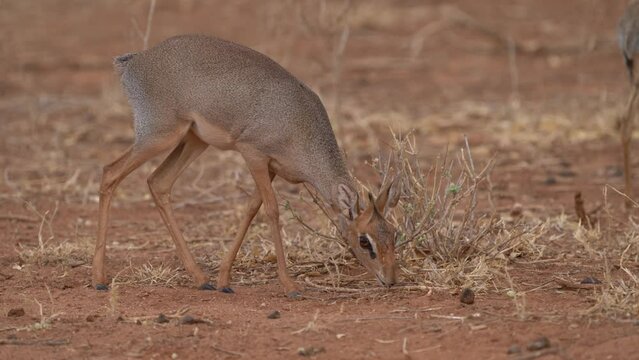 Kirks Dik-dik - Madoqua kirkii small brown antelope native to Eastern Africa and one of four species of dik-dik antelope, big eyes small horns big ears, grass eater.