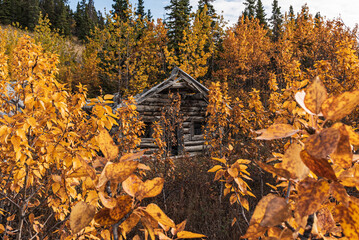 Abandoned log cabin in the wilderness fall, autumn colored woods of Yukon Territory, northern Canada with gold rush, klondike era vibes. 
