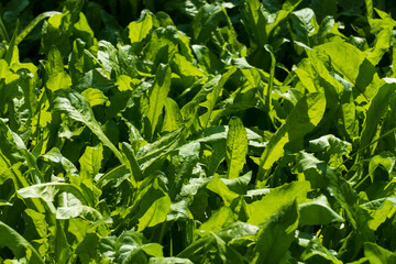 Wiese mit Löwenzahn im Sommer