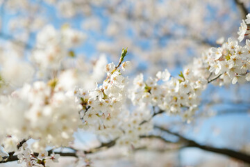 Beautiful cherry tree blossoming on spring. Tender cherry branches on sunny spring day outdoors.