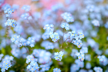 Beautiful blue forget-me-not flowers in a spring garden.
