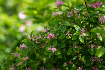 pink and white flowers in the garden