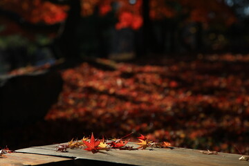 autumn landscape