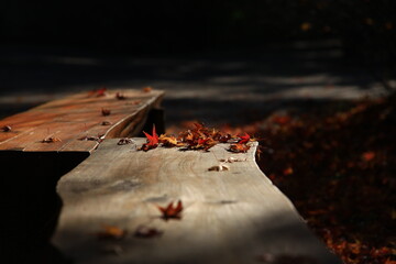 autumn landscape