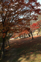 Naklejka premium autumn landscape