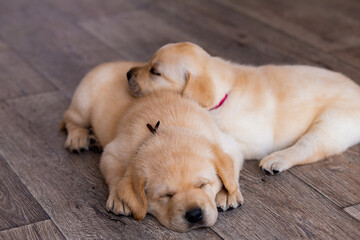 
labrador puppies sleep