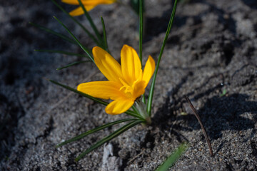 yellow crocuses bloom in the garden