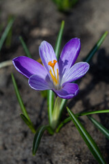 lilac crocuses bloom in the garden