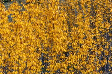 Boreal forest trees in September changing in the fall season to a bright yellow, golden spectacular color. 