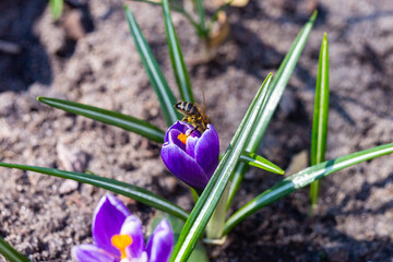 spring crocus flowers. 
a bee is sitting in a crocus flower
