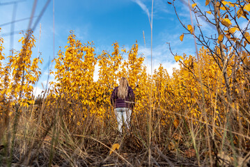 Woman in purple jacket and jeans standing in a bright yellow, golden fall colored area of Canada in September. 