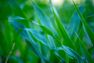 Fototapeta na wymiar Closeup of green corn stalk leaves in an agricultural field