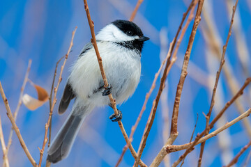 Naklejka premium Wild Chickadee perched in a tree. 