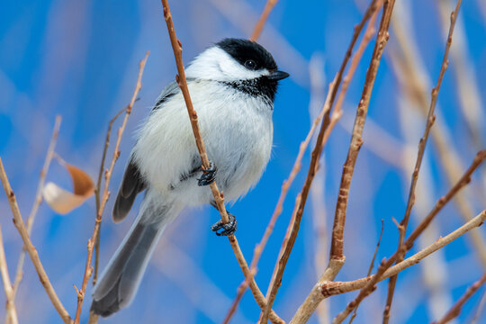 Wild Chickadee perched in a tree. 